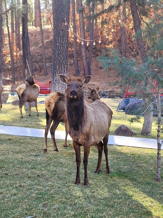 Sierra Blanca Cabins Otel Ruidoso Dış mekan fotoğraf